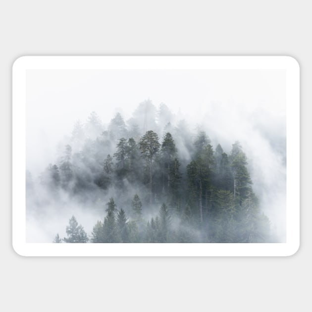 Redwood National Park Forest Fog Sticker by Cascadia by Nature Magick